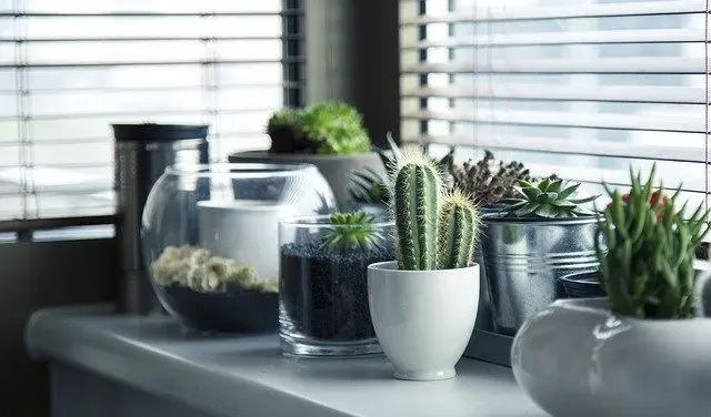 Donice ceramiczne - wady i zalety
