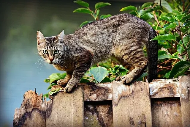 Plot murowny, z paneli czy siatki - który sprawdzi się najlepiej